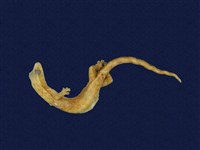 藏品(半葉趾蝎虎)的圖片